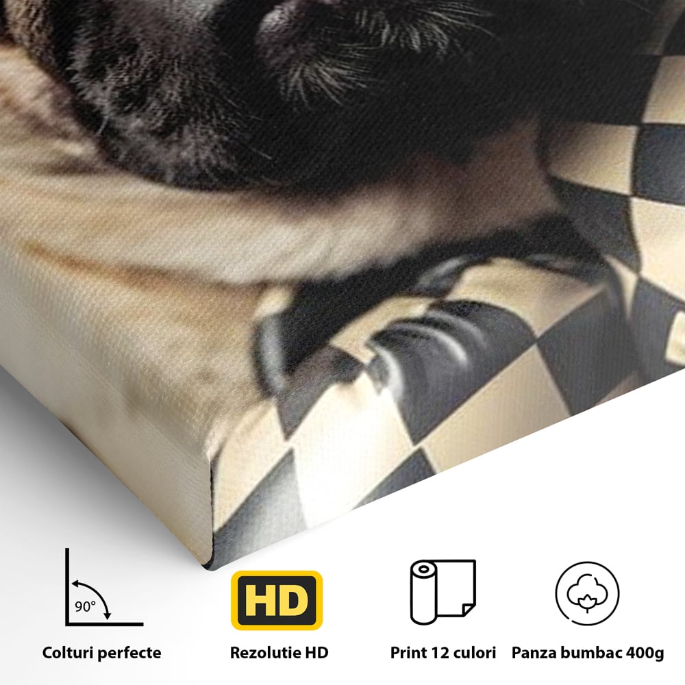 Detaliu al suprafetei: tablou canvas cu pug in manusi de box, fara rama, pe sasiu de lemn